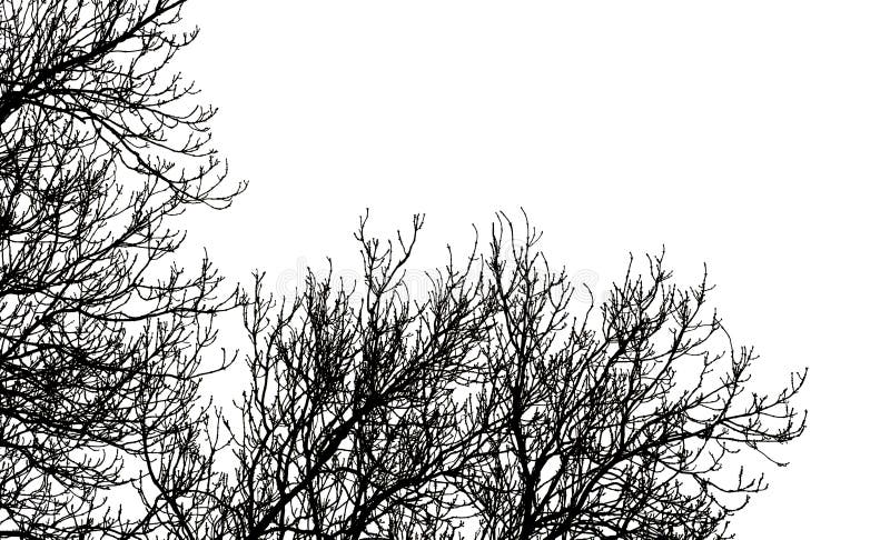 Ramas de árboles sobre blanco imágenes de archivo libres de regalías