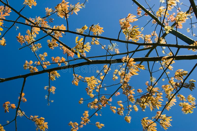 Ramas de árboles retroiluminadas imagen de archivo libre de regalías