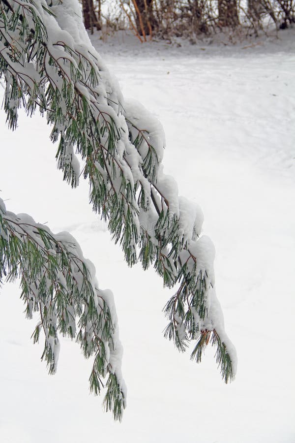 Ramificaciones de árbol de pino cubiertas en nieve imagenes de archivo Ramificaciones de árbol de pino cubiertas en nieve imagenes de archivo