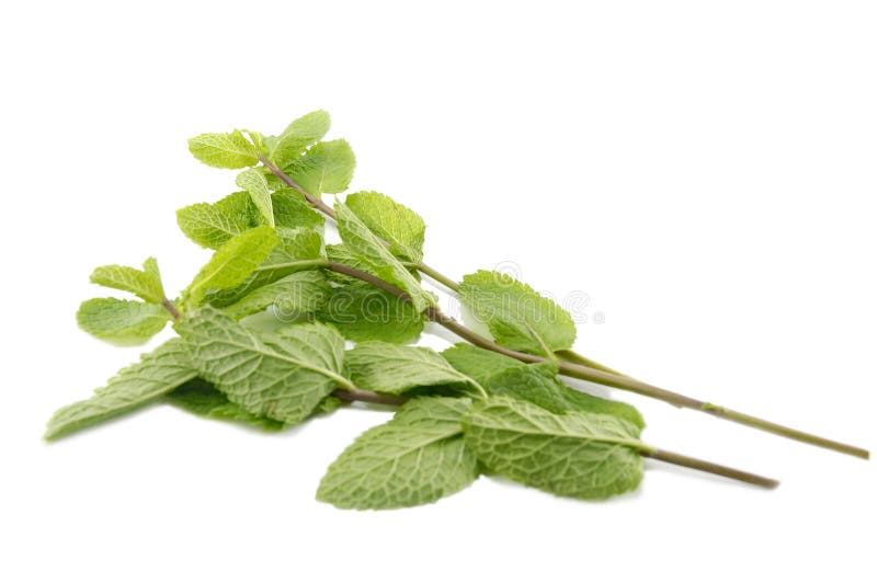 Ramificaciones Del Toronjil Foto de archivo Imagen de fondo, hoja