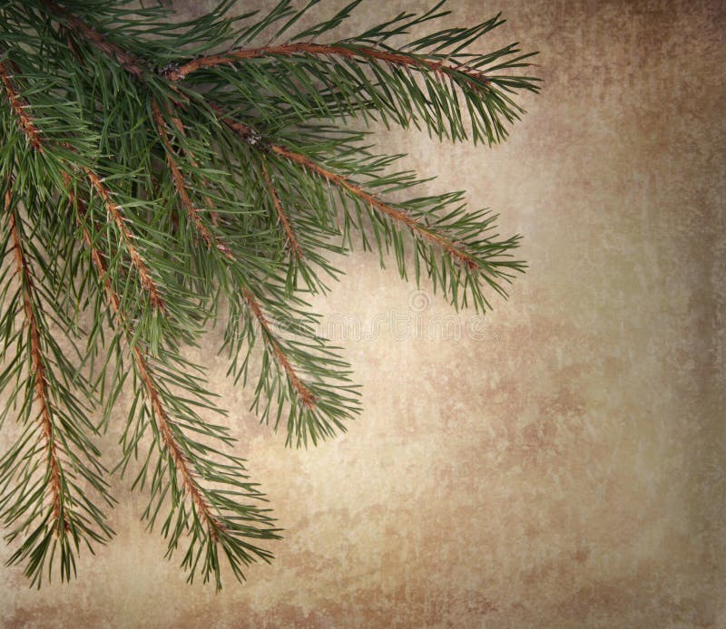 Ramas de árbol de Navidad fotografía de archivo