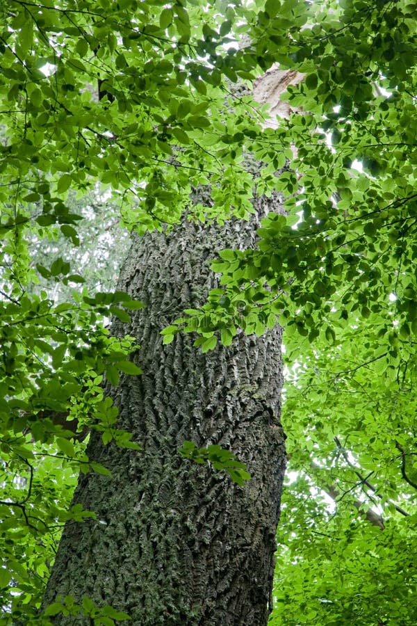 Ramificaciones monumentales del trung y del hornbeam del árbol de roble
