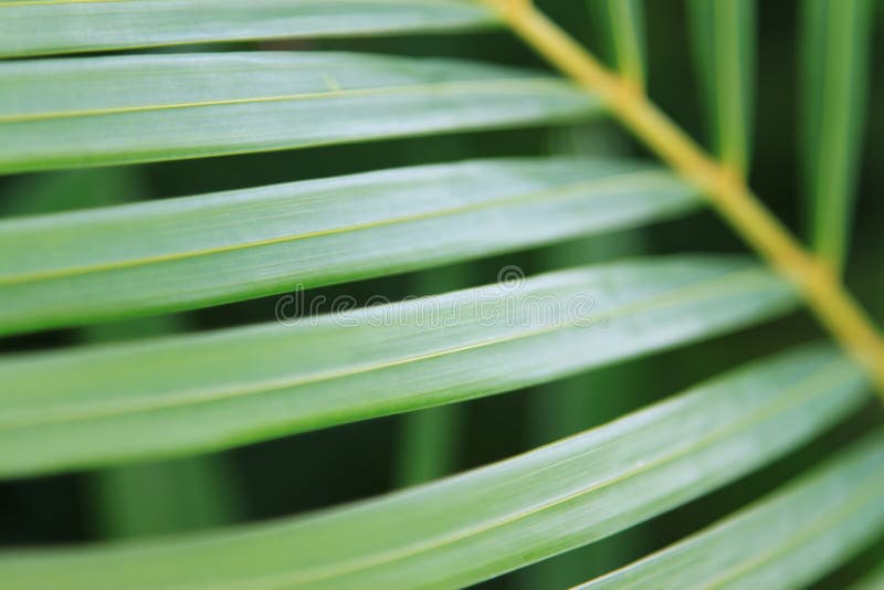 Rama de palma fotos de archivo
