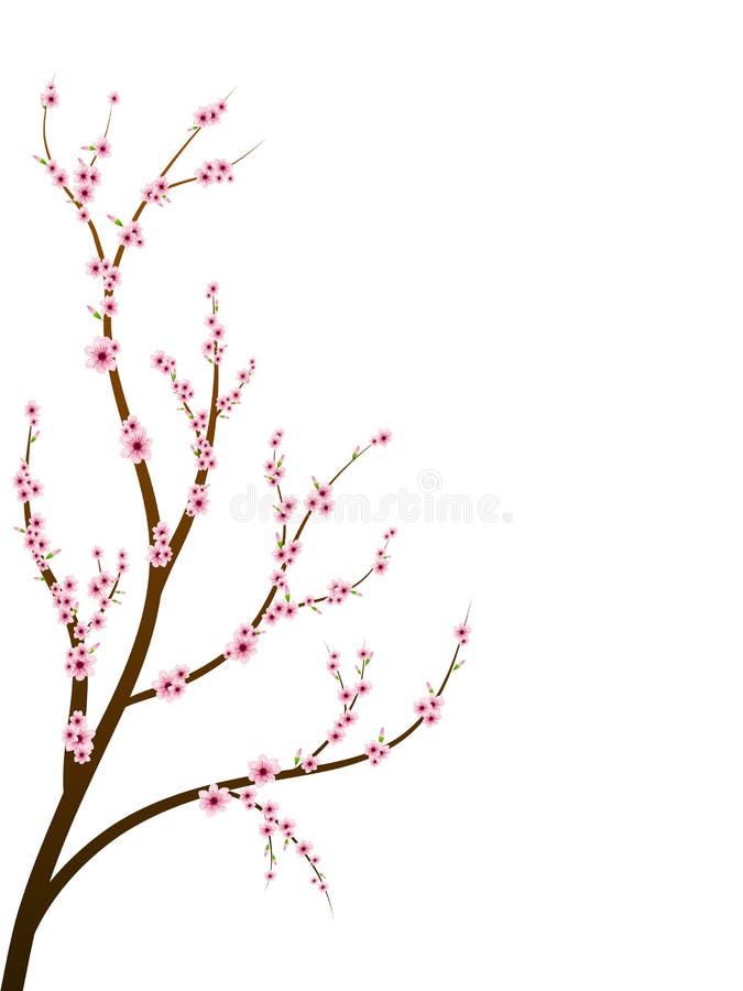 Ramificación del flor de cereza