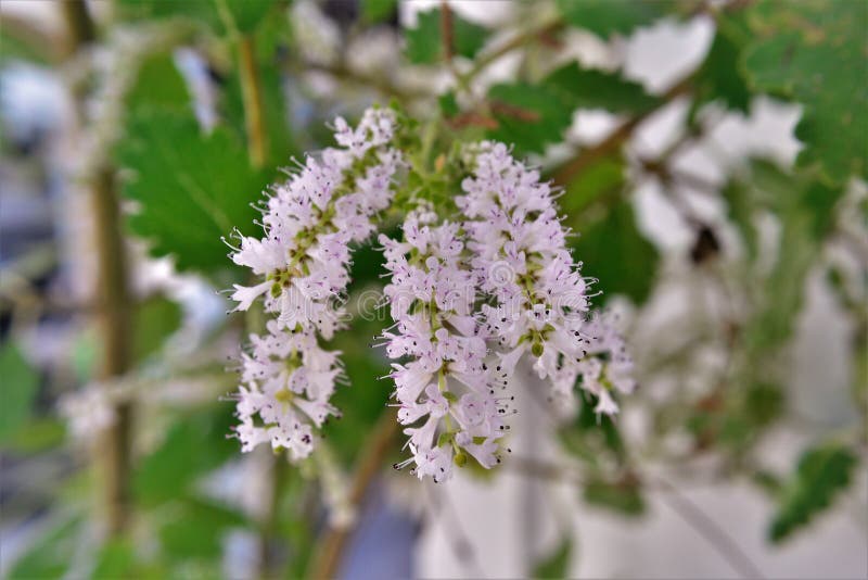 Ramificazione con fiori bianchi e foglie di commiphora myrha fotografia stock libera da diritti