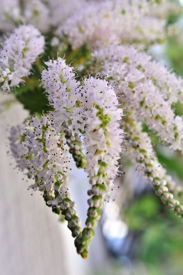 Ramificazione con i fiori bianchi fragranti di commiphora myrha fotografia stock libera da diritti