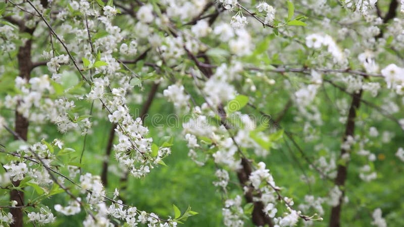 Ramificazione di ciliegio con fiori in fiore in primavera