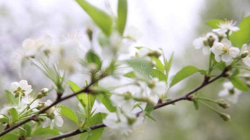 Ramificazione di ciliegio con fiori in fiore in primavera