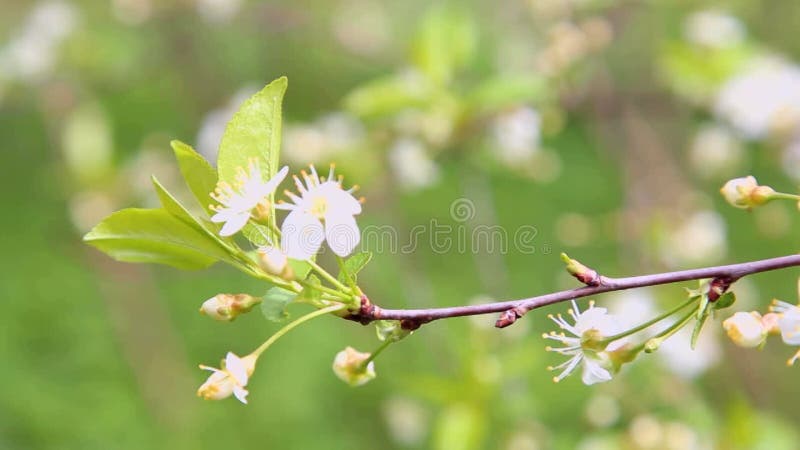 Ramificazione di ciliegio con fiori in fiore in primavera