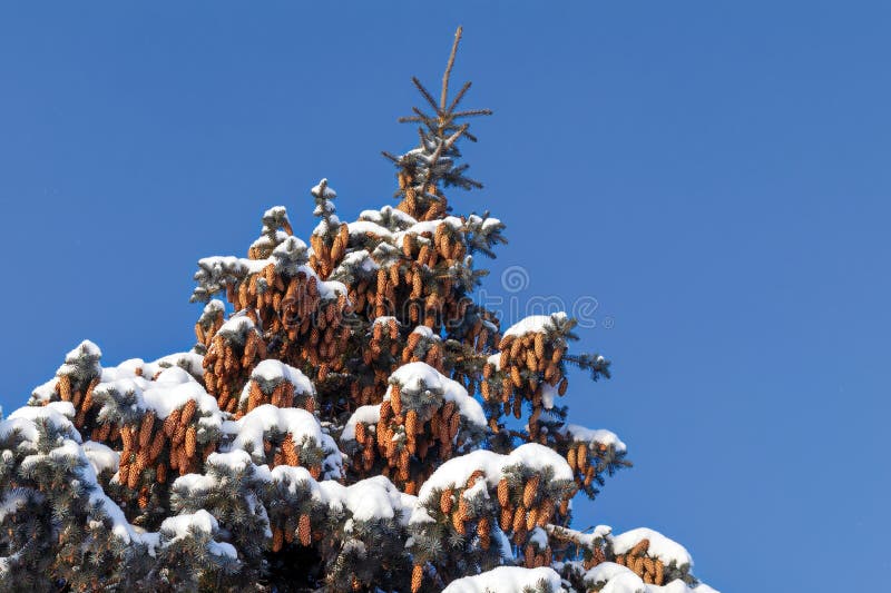Ramificações de molho azul cobertas de neve Condecoração de inverno Fecho de spruce azul Árvore verde coberta de neve fotografia de stock royalty free Ramificações de molho azul cobertas de neve Condecoração de inverno Fecho de spruce azul Árvore verde coberta de neve fotografia de stock royalty free