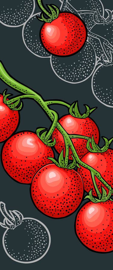 Ramificație întreagă și felie de tomate. gravare vector vector illustration