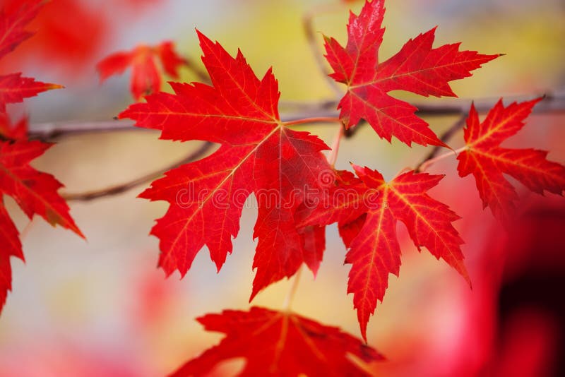Ramifichi con le foglie di acero rosse Fondo delle foglie di acero di giorno del Canada immagini stock Ramifichi con le foglie di acero rosse Fondo delle foglie di acero di giorno del Canada immagini stock