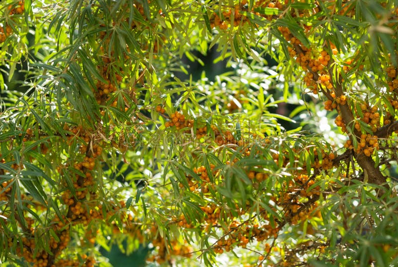 Ramifique com as bagas das folhas do espinheiro cerval e do verde de mar foto de stock royalty free