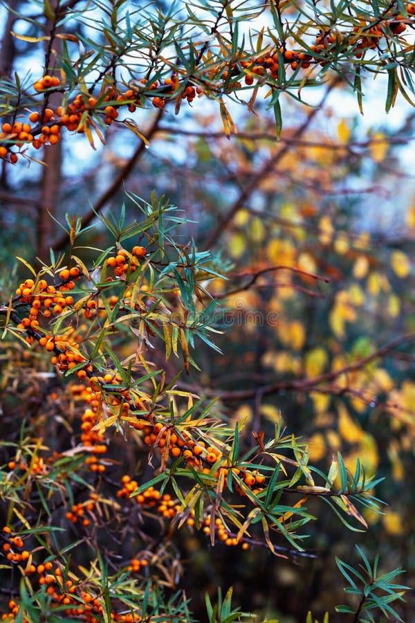 Ramifique com as bagas do espinheiro cerval de mar imagem de stock