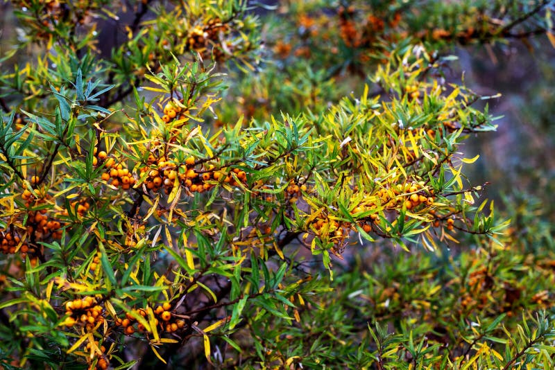 Ramifique com as bagas do espinheiro cerval de mar fotos de stock