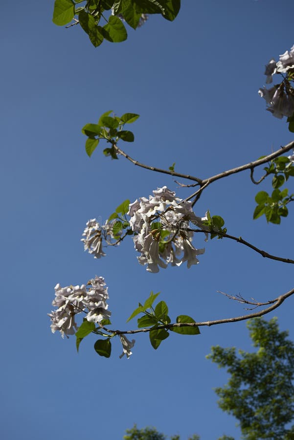 Ramifique com as flores da árvore do tomentosa do Paulownia imagem de stock Ramifique com as flores da árvore do tomentosa do Paulownia imagem de stock