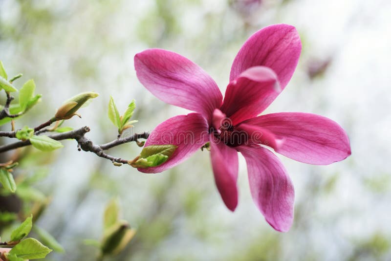 Ramifique com a flor roxa da magnólia imagem de stock