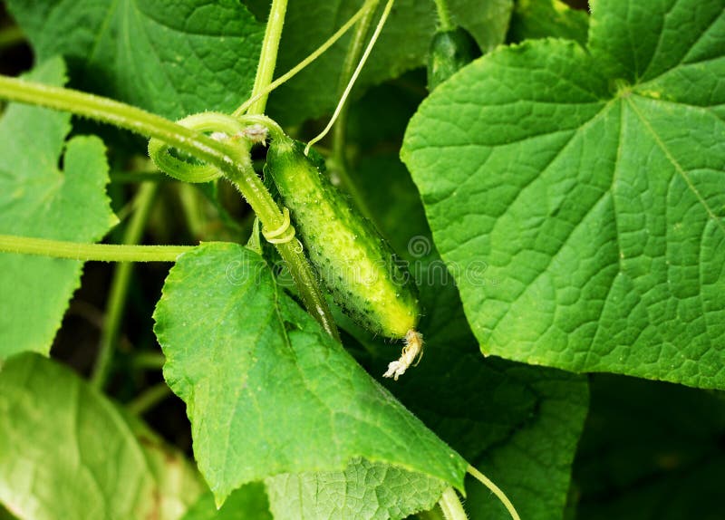 Mature big green cucumber. Cucumber hanging on a Bush among the leaves so green. Mature big green cucumber. Cucumber hanging on a Bush among the leaves so green.