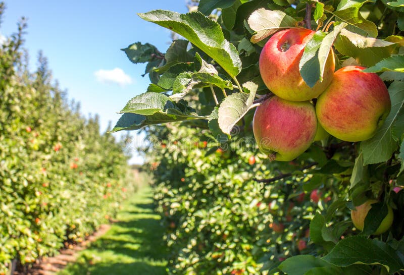 ramifique con las frutas foto de archivo libre de regalías ramifique con las frutas foto de archivo libre de regalías