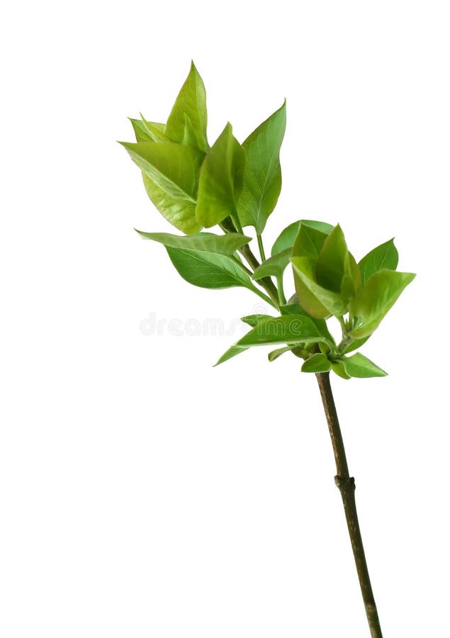 Ramifique con las hojas verdes aisladas en blanco foto de archivo libre de regalías Ramifique con las hojas verdes aisladas en blanco foto de archivo libre de regalías