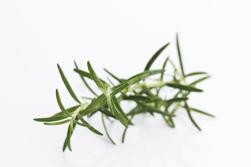 Rama De Romero Sobre Un Fondo Blanco Aislado Foto de archivo Imagen