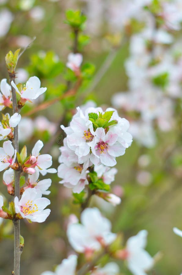 Ramitas de la cereza con el primer floreciente blanco del flor, tiempo de primavera fotos de archivo Ramitas de la cereza con el primer floreciente blanco del flor, tiempo de primavera fotos de archivo
