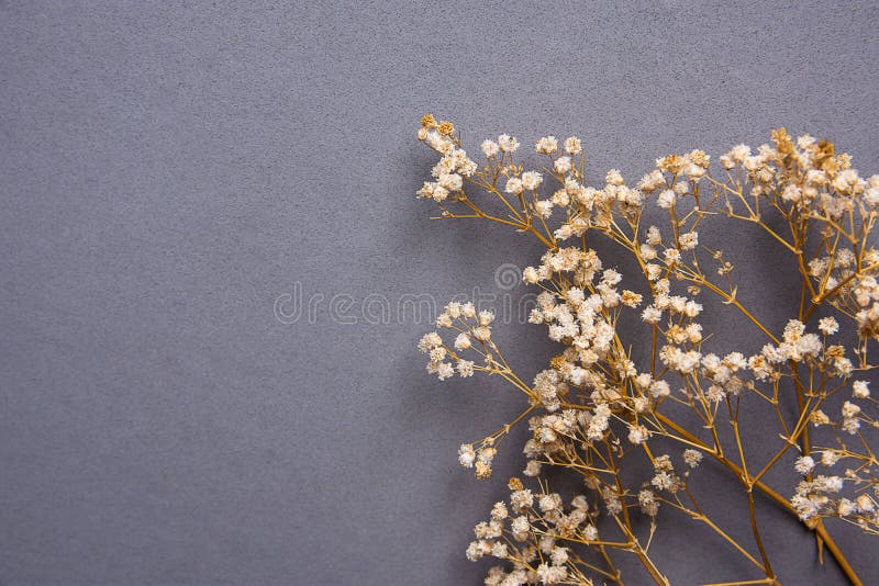 Ramitas De Las Pequeñas Flores Secas Blancas De La Primavera En Gray  Background Sólido En Estilo Del Vintage Concepto De La Salud Foto de  archivo - Imagen de arreglo, concepto: 111681336