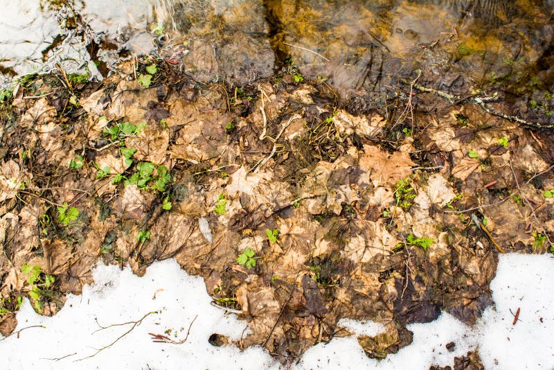Ramitas resistidas secas de la flor en el fondo blanco de fusión de la nieve, cercano encima de la opinión superior del detalle fotografía de archivo Ramitas resistidas secas de la flor en el fondo blanco de fusión de la nieve, cercano encima de la opinión superior del detalle fotografía de archivo