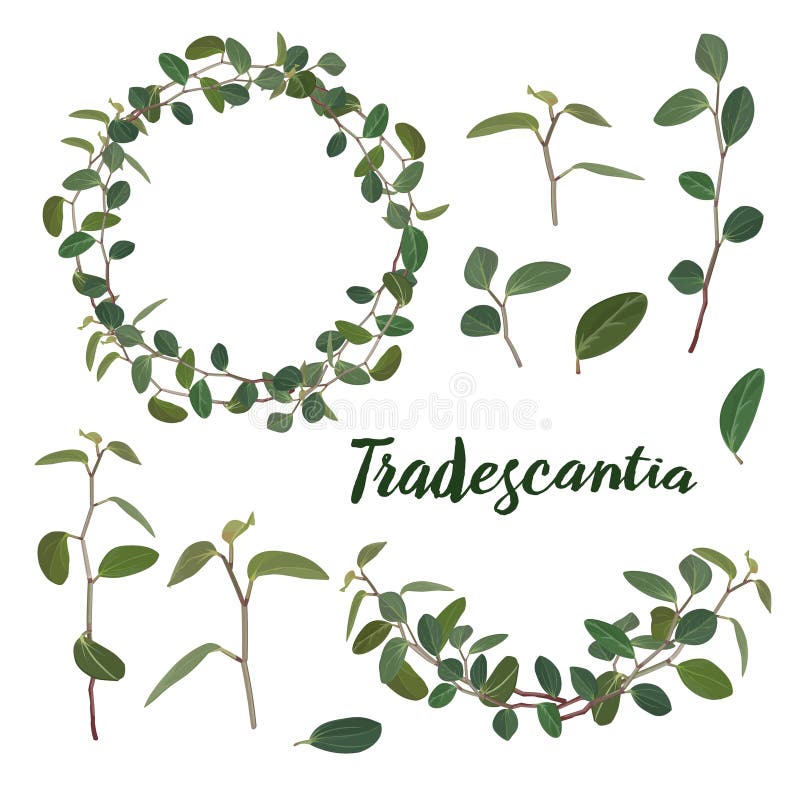 Ramitas y hojas del tradiscation en una guirnalda y una guirnalda en un fondo blanco Vector libre illustration Ramitas y hojas del tradiscation en una guirnalda y una guirnalda en un fondo blanco Vector libre illustration