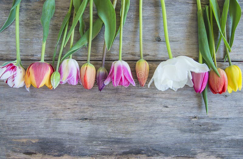 Ramka pięknych, wielokolorowych tulipanów na starym drewnianym tle niemalarskim