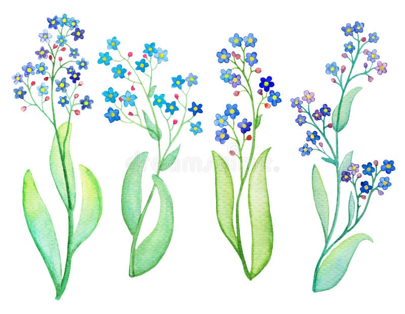 Ramo azul da flor do miosótis com folha Pintura da aguarela no fundo branco ilustração stock Ramo azul da flor do miosótis com folha Pintura da aguarela no fundo branco ilustração stock