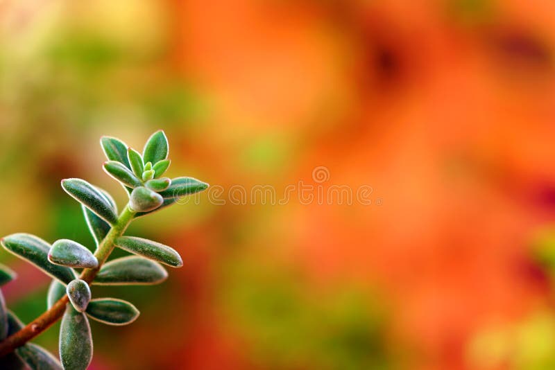 Ramo bonito da planta suculento imagem de stock royalty free