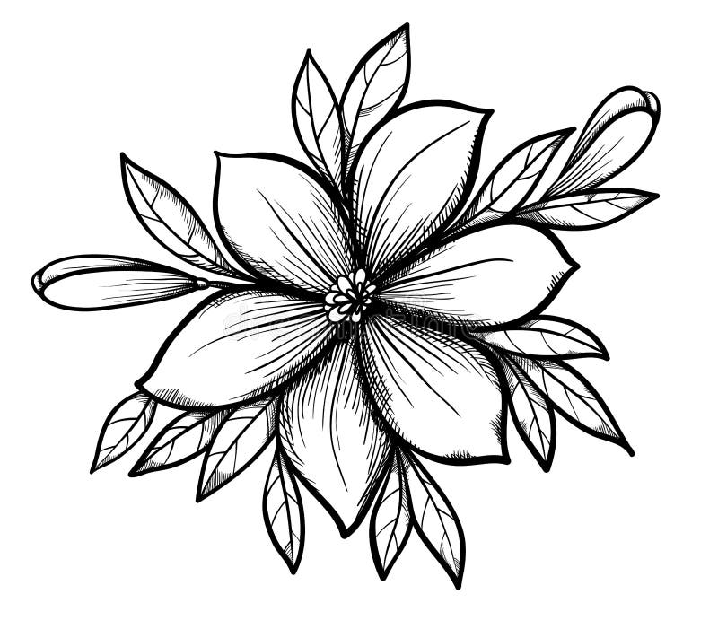 Desenhos para colorir gratuitos de Flores e vegetação para imprimir -  Flores e vegetação - Coloring Pages for Adults