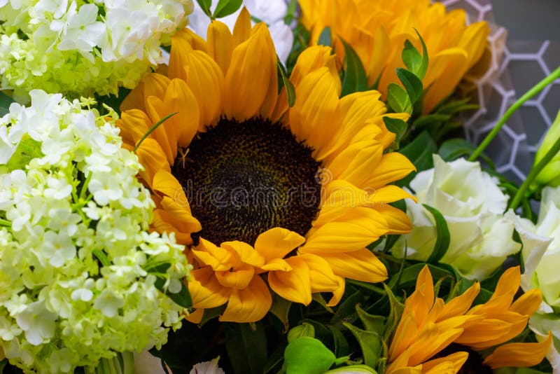 Ramo brillante con los girasoles y rosa amarilla, eustoma rosado y fondo floral del viburnum verde imagen de archivo Ramo brillante con los girasoles y rosa amarilla, eustoma rosado y fondo floral del viburnum verde imagen de archivo