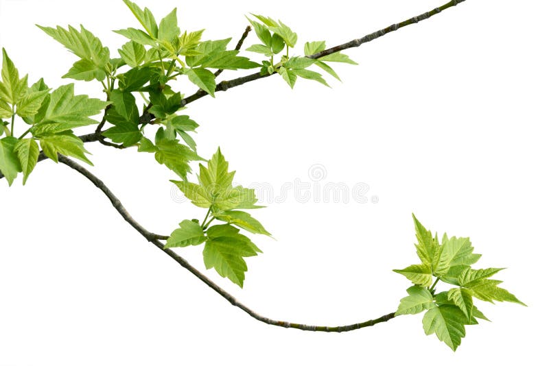 ramo Cinza-com folhas do bordo imagem de stock royalty free ramo Cinza-com folhas do bordo imagem de stock royalty free