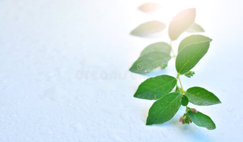 Ramo com as folhas verdes que encontram-se na tabela molhada Luz solar da manhã que quebra através da folha Backgro verde, natura imagens de stock royalty free Ramo com as folhas verdes que encontram-se na tabela molhada Luz solar da manhã que quebra através da folha Backgro verde, natura imagens de stock royalty free