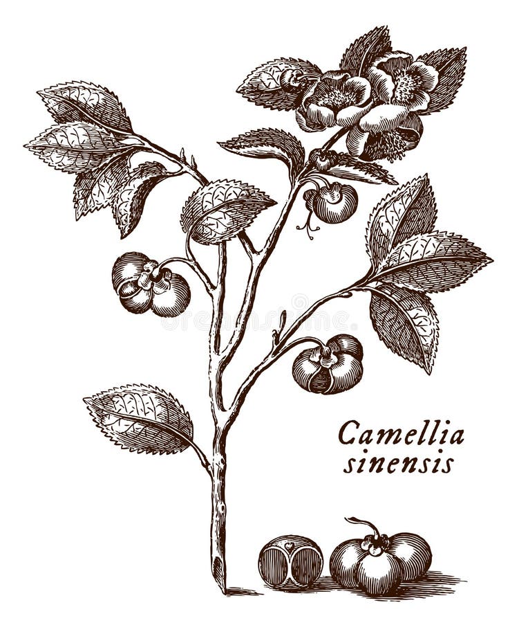 Planta De Chá Camellia Sinensis Ilustração do Vetor - Ilustração de
