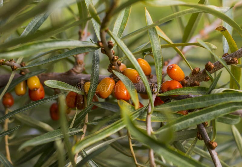 Ramo con molte bacche arancio dell'olivello spinoso immagini stock libere da diritti Ramo con molte bacche arancio dell'olivello spinoso immagini stock libere da diritti