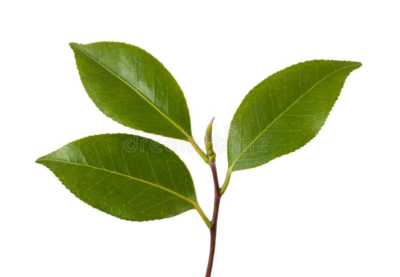 Ramo de camélia imagens de stock