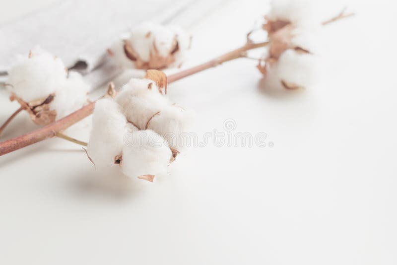 Ramo da flor da planta de algodão no fundo branco fotos de stock Ramo da flor da planta de algodão no fundo branco fotos de stock