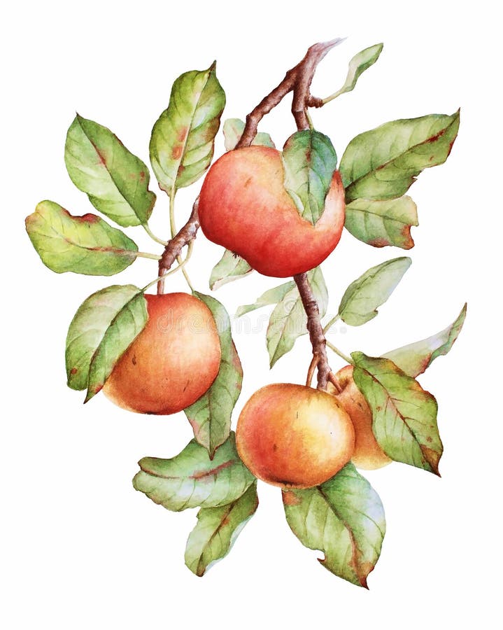 Ramo da maçã da aquarela ilustração royalty free Ramo da maçã da aquarela ilustração royalty free