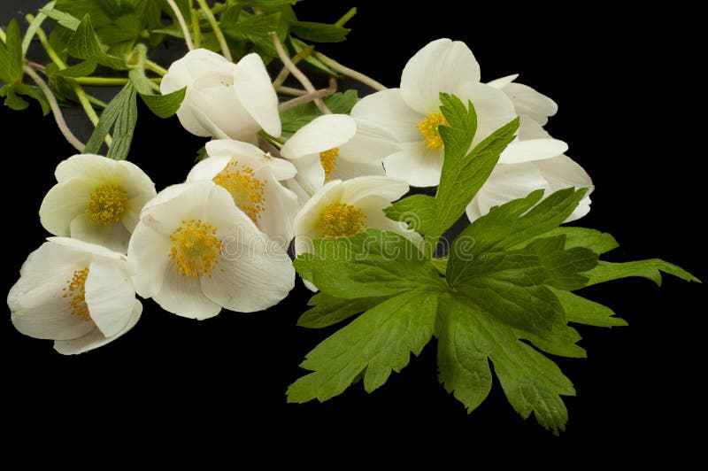 anemona blanca anemona blanca