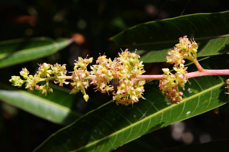 Ramo de flor del mango imágenes de archivo libres de regalías