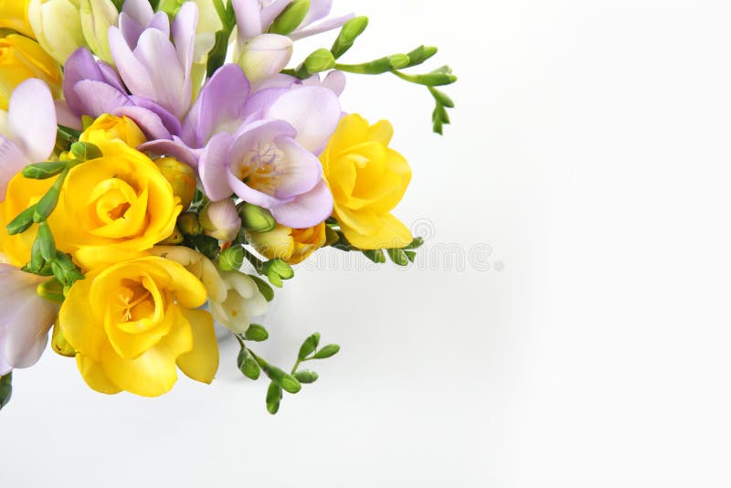 Ramo de flores frescas de la fresia en la visi?n blanca, superior foto de archivo libre de regalías Ramo de flores frescas de la fresia en la visi?n blanca, superior foto de archivo libre de regalías