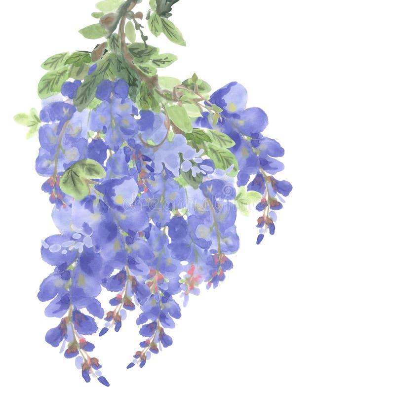 Ramo de flores roxas da glicínia ilustração royalty free Ramo de flores roxas da glicínia ilustração royalty free