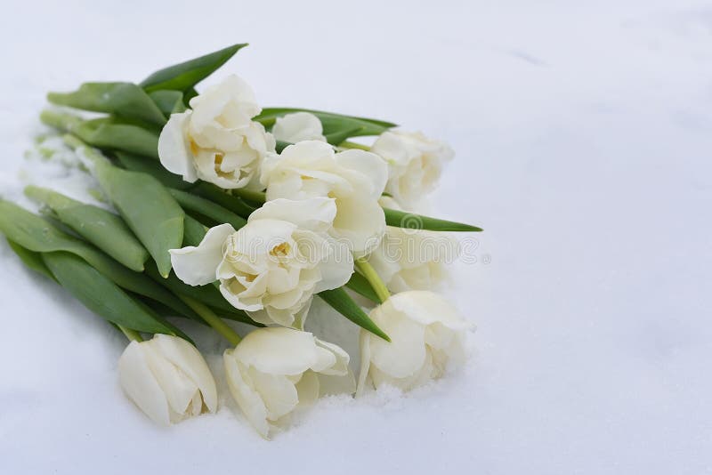 Ramo De Flores De Tulipanes Blancos De Primavera Imagen de archivo - Imagen  de creativo, cubo: 211955333