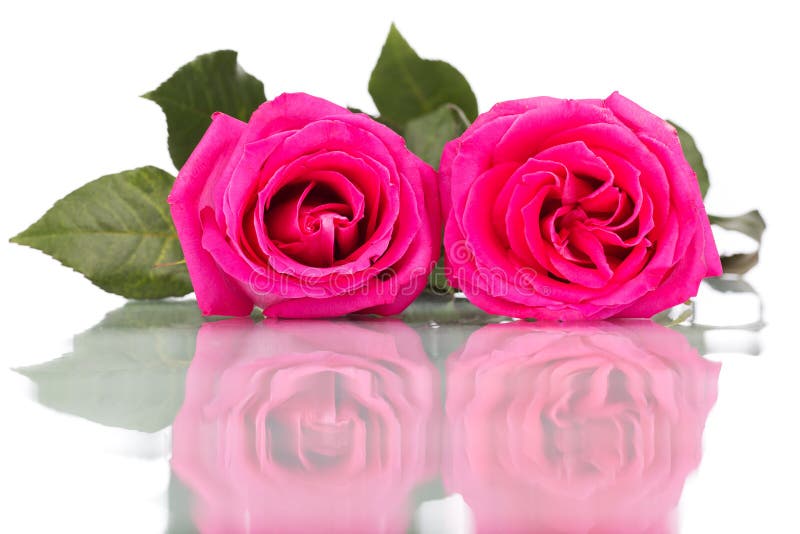 Ramo de la flor de la rosa del rosa aislado en el fondo blanco imagenes de archivo Ramo de la flor de la rosa del rosa aislado en el fondo blanco imagenes de archivo