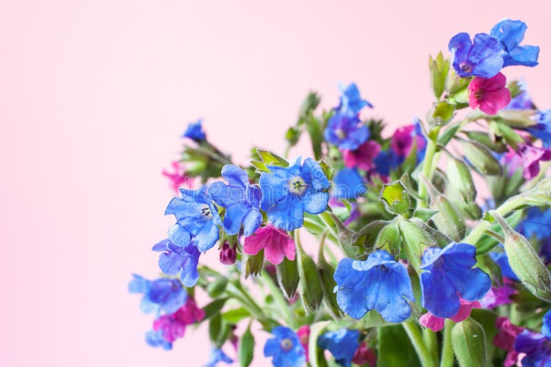 Ramo de lungwort boscoso salvaje en pálido - fondo en colores pastel rosado con el espacio de la copia fotos de archivo libres de regalías Ramo de lungwort boscoso salvaje en pálido - fondo en colores pastel rosado con el espacio de la copia fotos de archivo libres de regalías