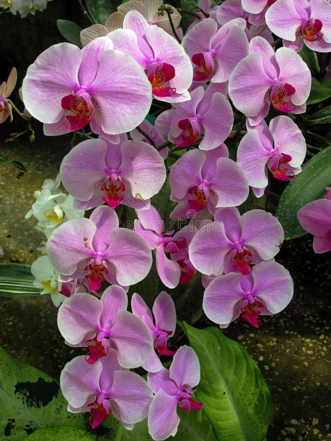Ramo de Phalaenopsis rosado de la orqu?dea en un fondo de hojas en un jard?n tropical imagenes de archivo Ramo de Phalaenopsis rosado de la orqu?dea en un fondo de hojas en un jard?n tropical imagenes de archivo