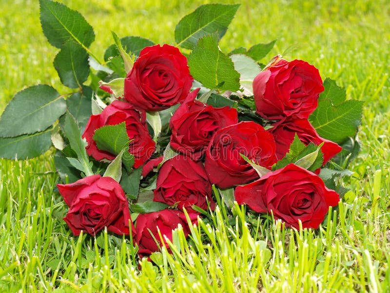 Belas Rosas Em Inglês. Rosas Rosadas Rosas Rosas Lindas, Em Forma De Peão.  Dia Dos Namorados Foto de Stock - Imagem de flor, planta: 244620780